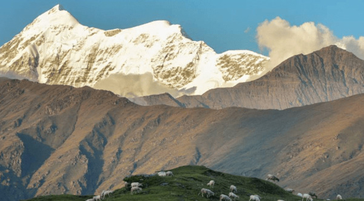 Embark on a Captivating Trek to Ali Bedni Bugyal: Where Natures Magic Unfolds